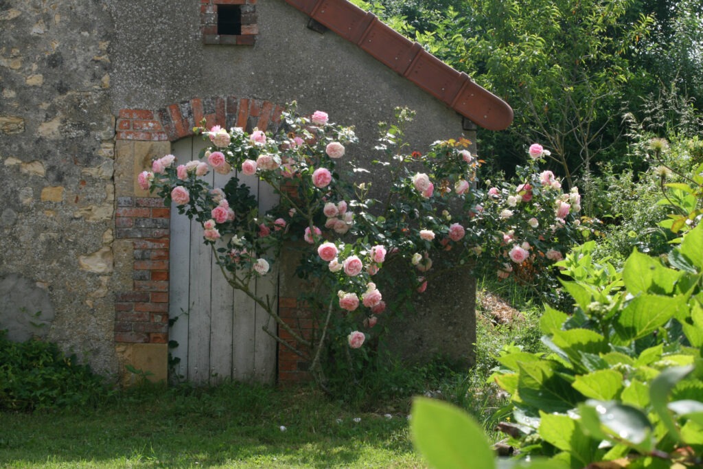 roses du jardin
