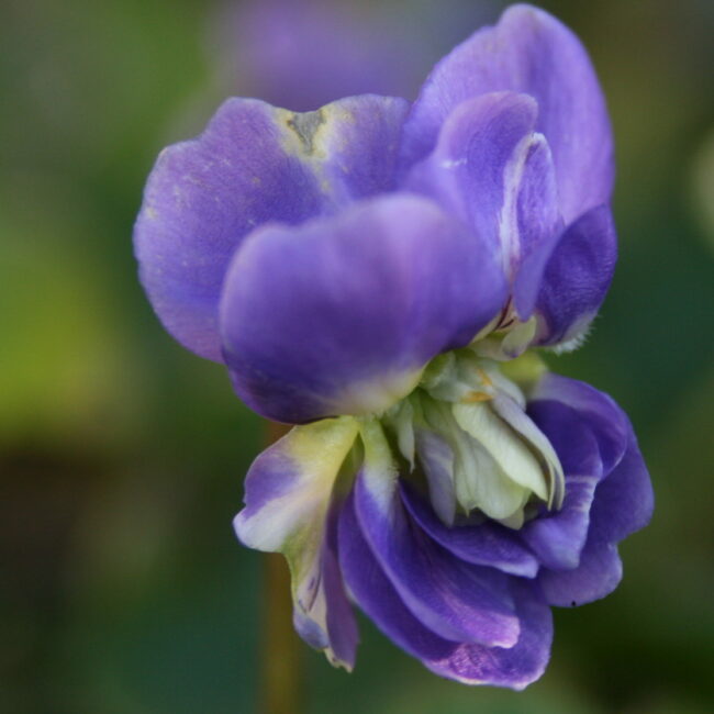 violettetoulouse